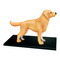Обучающие игрушки - Объемная модель 4D Master Собака золотистый ретривер (FM-622007)#2