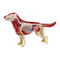 Обучающие игрушки - Объемная модель 4D Master Собака золотистый ретривер (FM-622007)#3