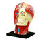 Обучающие игрушки - Объемная модель 4D Master Голова человека (FM-626103)#2